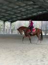 Cedo cavalla 17 anni, anche come fattrice
