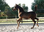 Homozygous black Arabian filly 2025