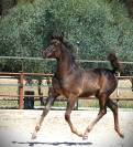Homozygous black Arabian filly 2025