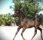 Homozygous black Arabian filly 2025