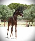 Poulain noir homozygote  2025 par AVATAR AT