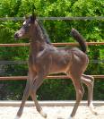 Poulain noir homozygote  2025 par AVATAR AT