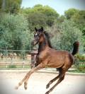 Jeune &eacute;talon noir 2025 par AVATAR AT/ WADEE AL SHAQAB
