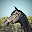 Magnifique jument Pur sang arabe noir mont&eacute;e