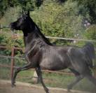 Magnifique jument Pur sang arabe noir mont&eacute;e