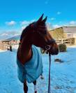 Magnifique hongre de dressage 4ans 