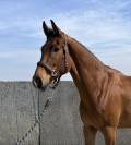 Magnifique hongre de dressage 4ans 