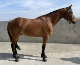 Magnifique hongre de dressage 4ans 