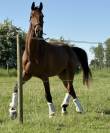 Magnifique hongre de dressage 4ans 