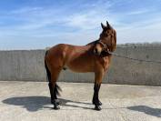 Magnifique hongre de dressage 4ans 