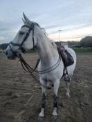 Cheval horse ball &agrave; vendre 