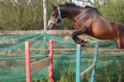 Ruin Belgische pony Te koop 2022 Bruin / Bai ,  dallas van overis