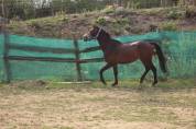Ruin Belgische pony Te koop 2022 Bruin / Bai ,  dallas van overis