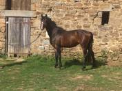Ruin Belgische pony Te koop 2022 Bruin / Bai ,  dallas van overis