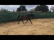 Ruin Belgische pony Te koop 2022 Bruin / Bai ,  dallas van overis