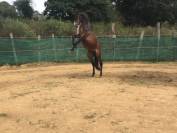 Ruin Belgische pony Te koop 2022 Bruin / Bai ,  dallas van overis