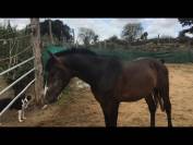 Ruin Belgische pony Te koop 2022 Bruin / Bai ,  dallas van overis