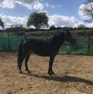 ponette,5 ans