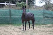 ponette,5 ans