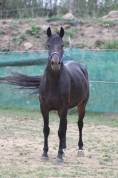 ponette,5 ans