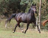ponette,5 ans