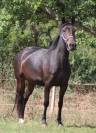 ponette,5 ans