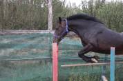 ponette,5 ans