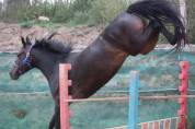 Merrie Belgische pony Te koop 2021 Zwart