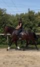 Cheval PRE