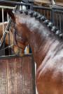 Cheval PRE