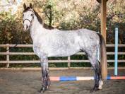 Gelding KWPN Dutch Warmblood For sale 2020 Grey
