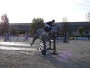 Gelding KWPN Dutch Warmblood For sale 2020 Grey