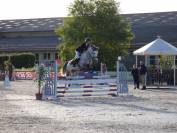 Gelding KWPN Dutch Warmblood For sale 2020 Grey