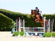 Hongre 5 ans - KWPN 