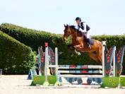Hongre 5 ans - KWPN 