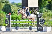 Merrie Bekend ras Te koop 2019 Bruinroan