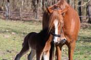 Ponette PFS - 4 ans (dispo en septembre) 