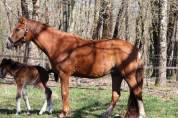 Ponette PFS - 4 ans (dispo en septembre) 