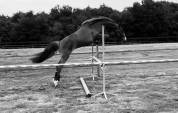 Ponette PFS - 4 ans (dispo en septembre) 