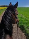 Cheval de famille