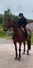 Cheval de famille