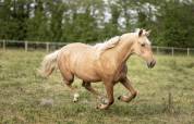 Pouliche pure race espagnole 