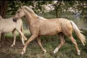 Pouliche pure race espagnole 