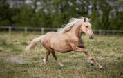 Pouliche pure race espagnole 