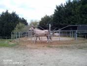 Pupilaje de caballos 