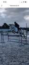 Poney D 