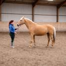 Jument palomino orient&eacute;e dressage 