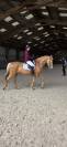 Jument palomino orient&eacute;e dressage 