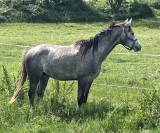 Poulain 2 ans AA
