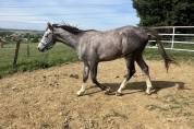 Poulain 2 ans AA
